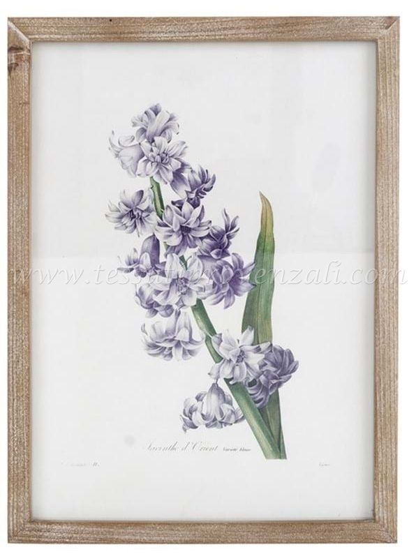 Blanc Mariclo' quadro erbario serie Villa Ada cm.30x40 h. - Giacinto