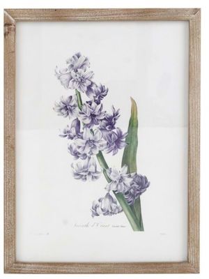Blanc Mariclo' quadro erbario serie Villa Ada cm.30x40 h. - Giacinto