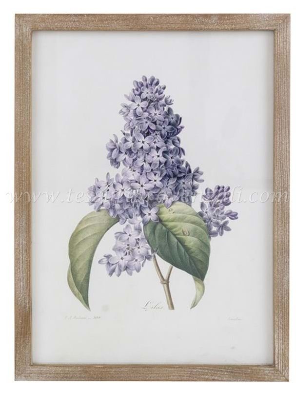 Blanc Mariclo' quadro erbario serie Villa Ada cm.30x40 h. - Lilla'