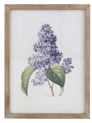 Blanc Mariclo' quadro erbario serie Villa Ada cm.30x40 h. - Lilla'