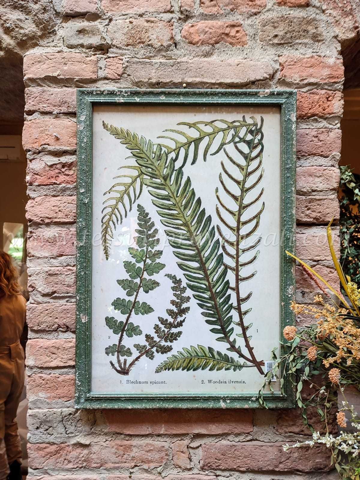 Blanc Mariclo' quadro serie Erbolario Toscano cm.44,5x64 h. variante 1