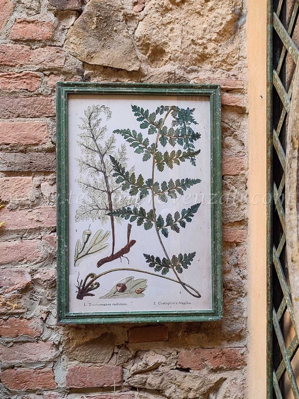 Blanc Mariclo' quadro serie Erbolario Toscano cm.44,5x64 h. variante 2