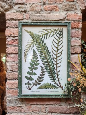 Blanc Mariclo' quadro serie Erbolario Toscano cm.44,5x64 h. variante 1