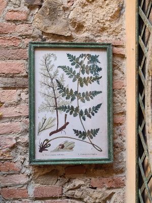 Blanc Mariclo' quadro serie Erbolario Toscano cm.44,5x64 h. variante 2